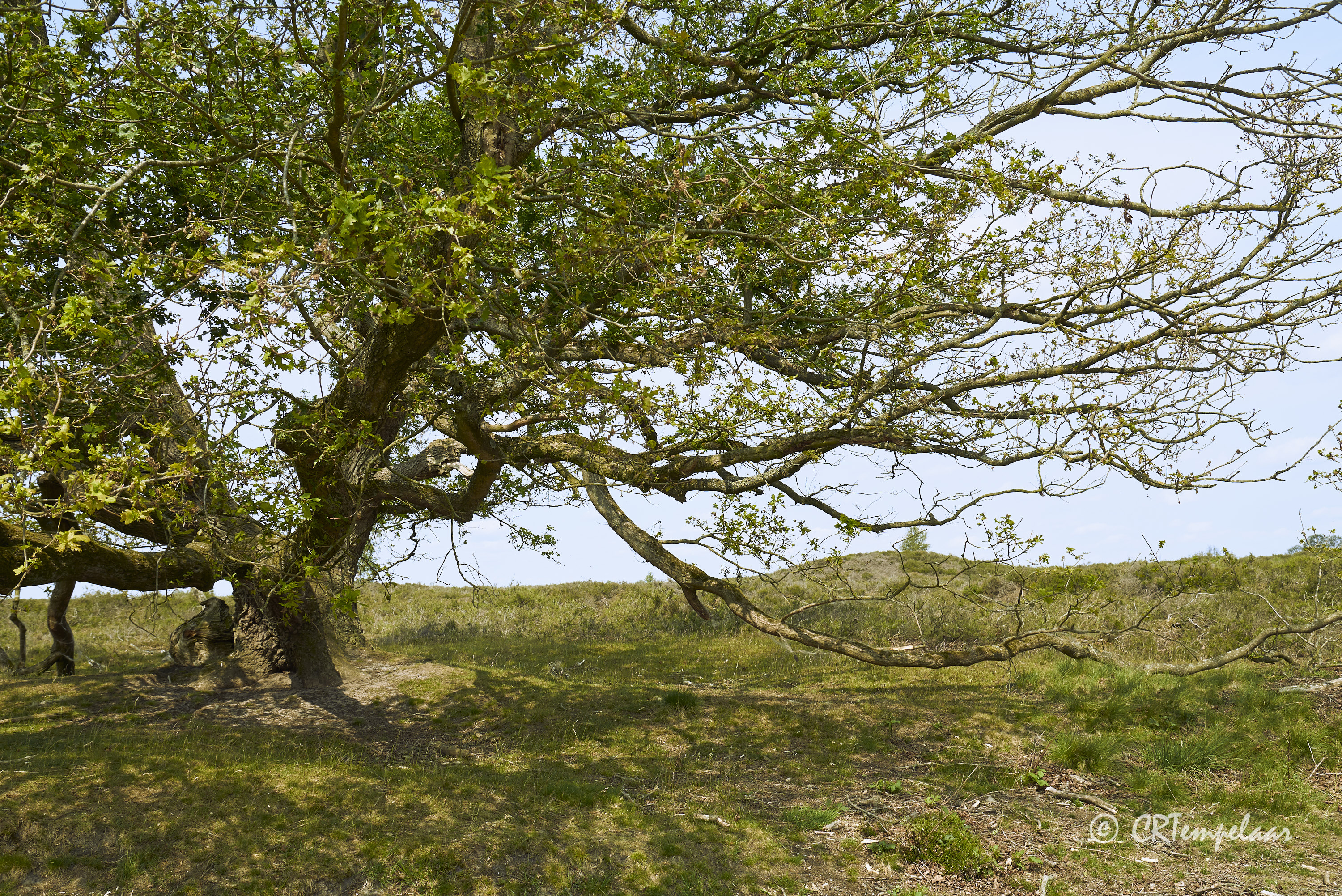 Oude eik met grafheuvel